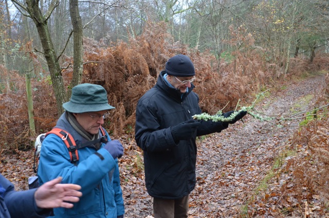 2011 12 A la découverte des lichens 27